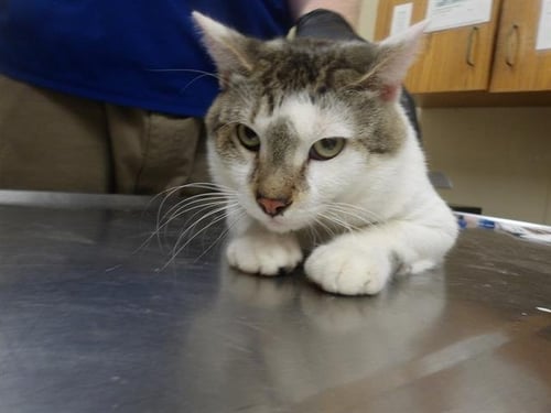 OWEN - Domestic Short Hair available for adoption