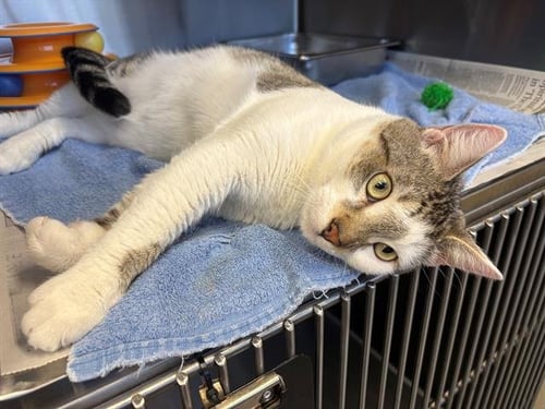 OWEN - Domestic Short Hair available for adoption