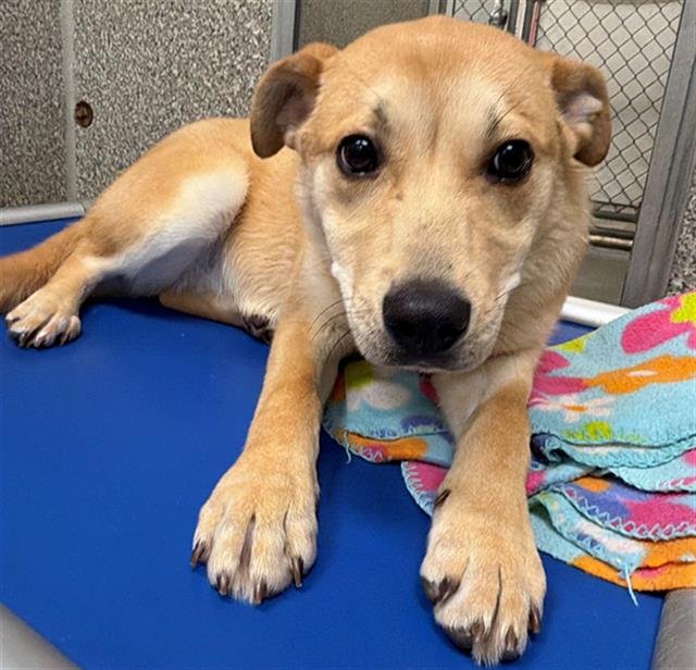 *BRIE - Australian Cattle Dog/Blue Heeler available for adoption