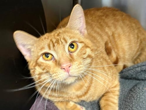 BRAY - Domestic Short Hair available for adoption