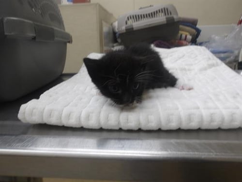 *BEAU - Domestic Short Hair available for adoption