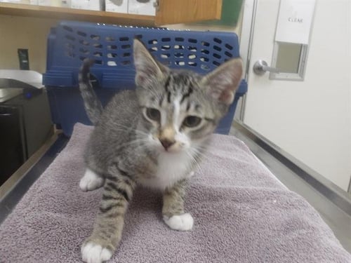 *CHRIS - Domestic Medium Hair available for adoption