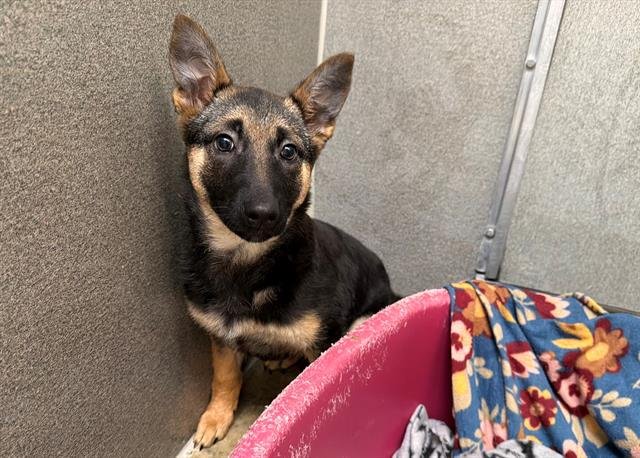 *BUTTERCUP - German Shepherd Dog available for adoption
