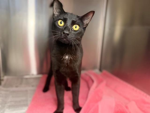 *GYPSY - Domestic Short Hair available for adoption