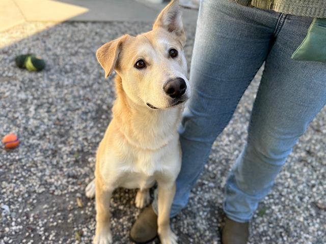 *MUFFIN - Siberian Husky available for adoption
