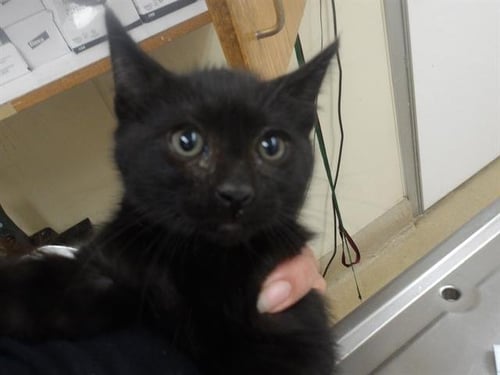 *SULLIVAN - Domestic Medium Hair available for adoption