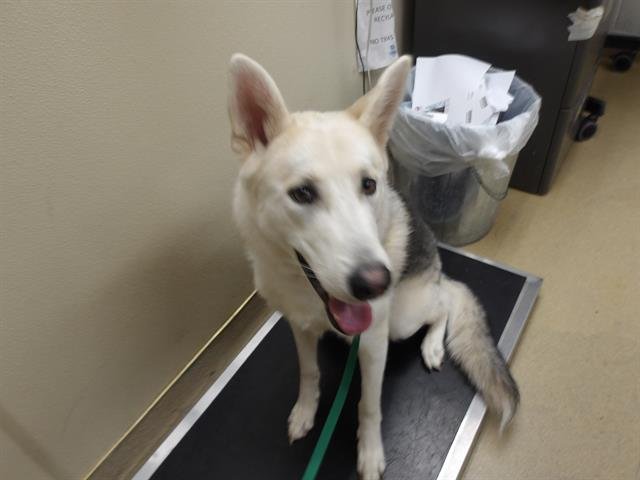 *HOWDY - Siberian Husky / German Shepherd Dog available for adoption