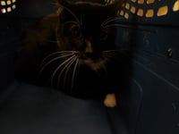 OREO - Photo 1