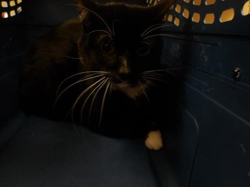OREO - Domestic Short Hair available for adoption