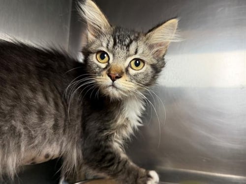 *NANCY - Domestic Medium Hair available for adoption