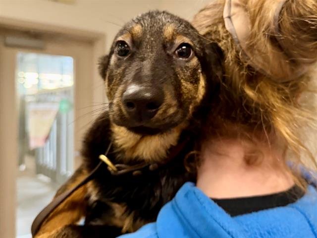 *WORMS - German Shepherd Dog available for adoption