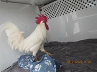CORNELIUS - Photo 1