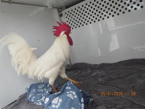 CORNELIUS - Chicken available for adoption