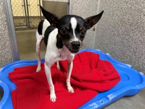 *GEORGIE - Chihuahua available for adoption