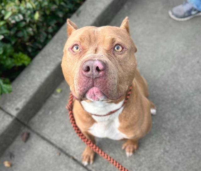 *RAMON - Pit Bull Terrier available for adoption