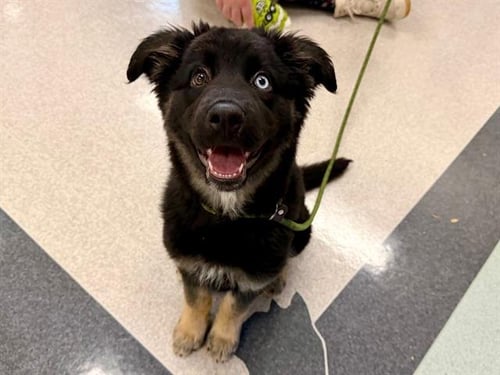 ATHENA - Australian Cattle Dog/Blue Heeler / Rottweiler available for adoption