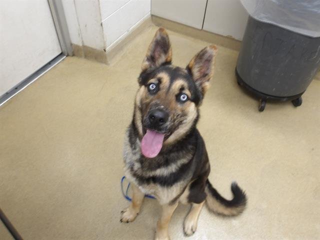 PAPA - German Shepherd Dog available for adoption