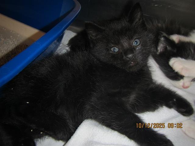 *JET - Domestic Short Hair available for adoption