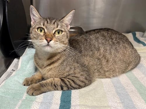 PEBBLES - Domestic Short Hair available for adoption