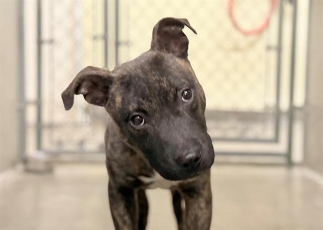 *EDMOND - Pit Bull Terrier available for adoption