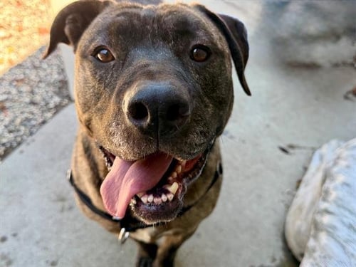 GORDO - Pit Bull Terrier available for adoption