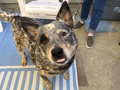 REED - Australian Cattle Dog/Blue Heeler for adoption in Santa Rosa