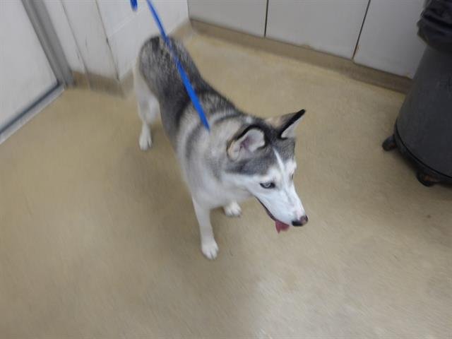 *COCONUT - Siberian Husky available for adoption
