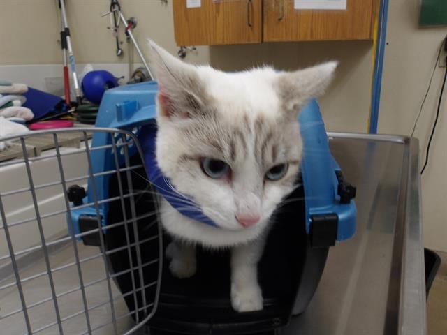 *MARIO - Siamese available for adoption