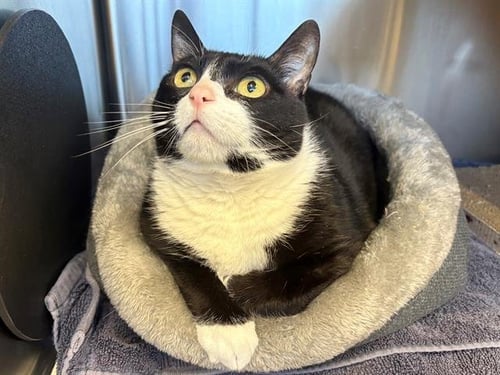 CLARA - Domestic Short Hair available for adoption