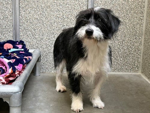 FINLEY - Maltese / Poodle (Miniature) available for adoption