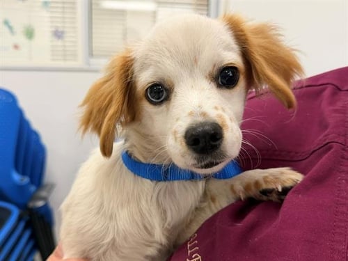 *PENNY - Dachshund for adoption in Santa Rosa