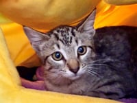 *GEORGIE - Photo 1