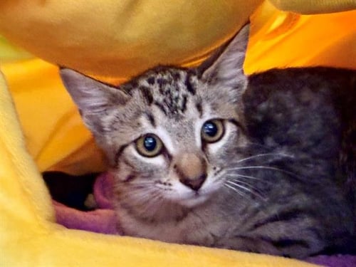 *GEORGIE - Domestic Short Hair available for adoption