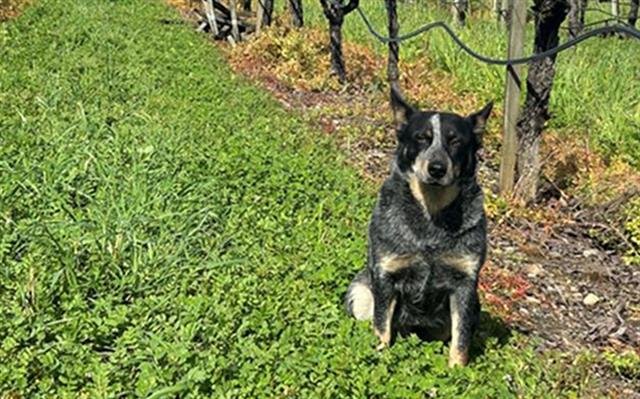 *XENA - Australian Cattle Dog/Blue Heeler available for adoption