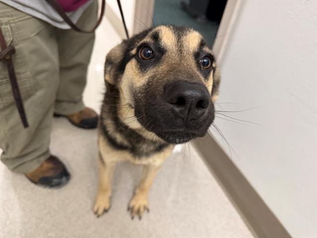 *EMBER - German Shepherd Dog available for adoption