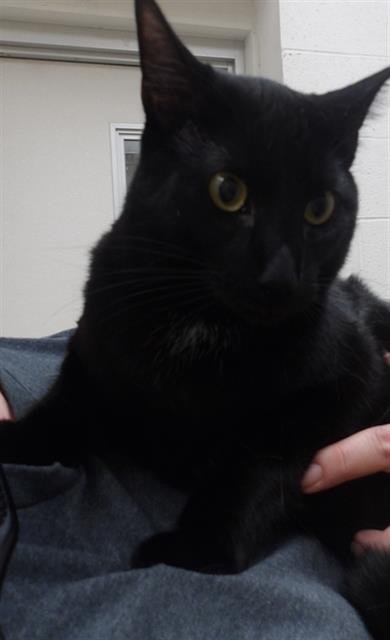 *BEATRICE - Domestic Short Hair available for adoption