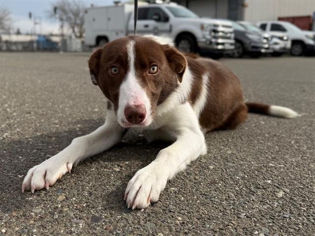 *BLINK - Border Collie available for adoption
