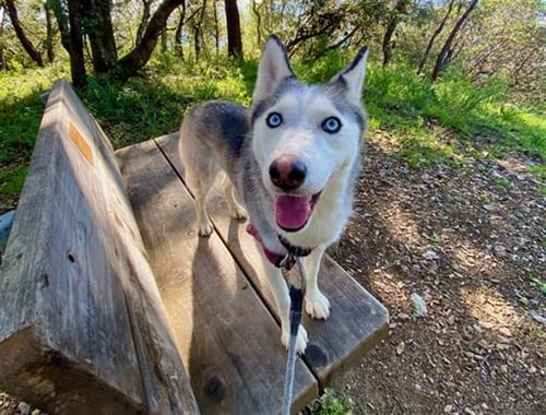 *COCONUT - Siberian Husky available for adoption