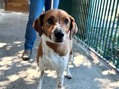 REMI - American Foxhound / Smooth Fox Terrier available for adoption