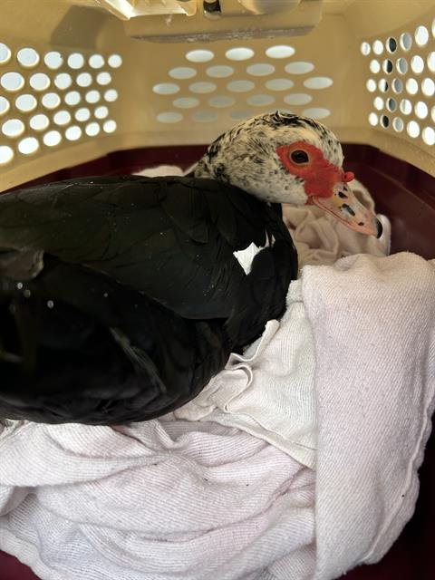 *ROBIN - Duck / Muscovy available for adoption