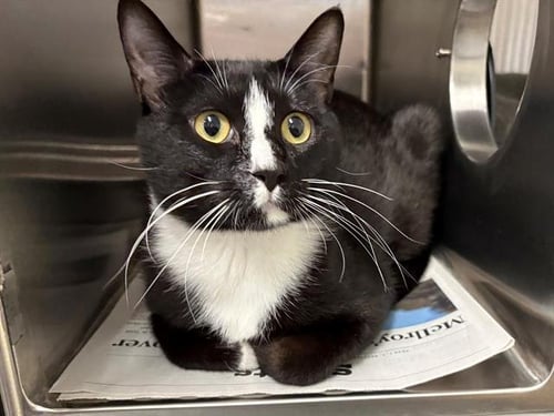 *Q - Domestic Short Hair available for adoption