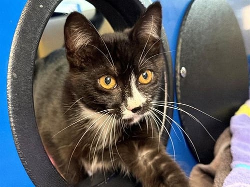 *QUINN - Domestic Short Hair available for adoption