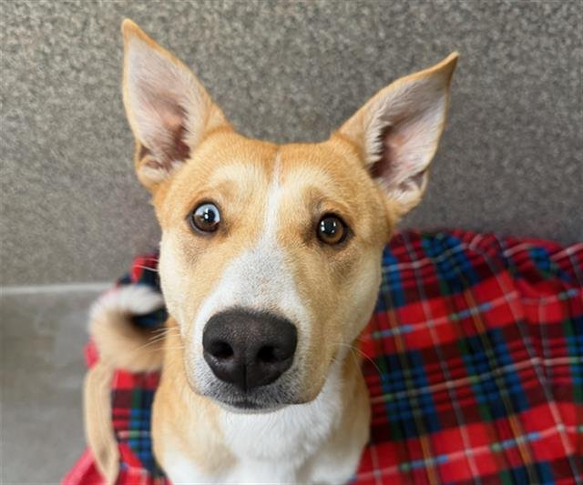 *TOAST - Siberian Husky available for adoption