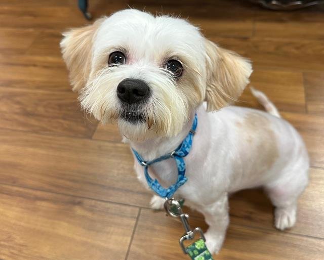 BENJIE - Shih Tzu available for adoption