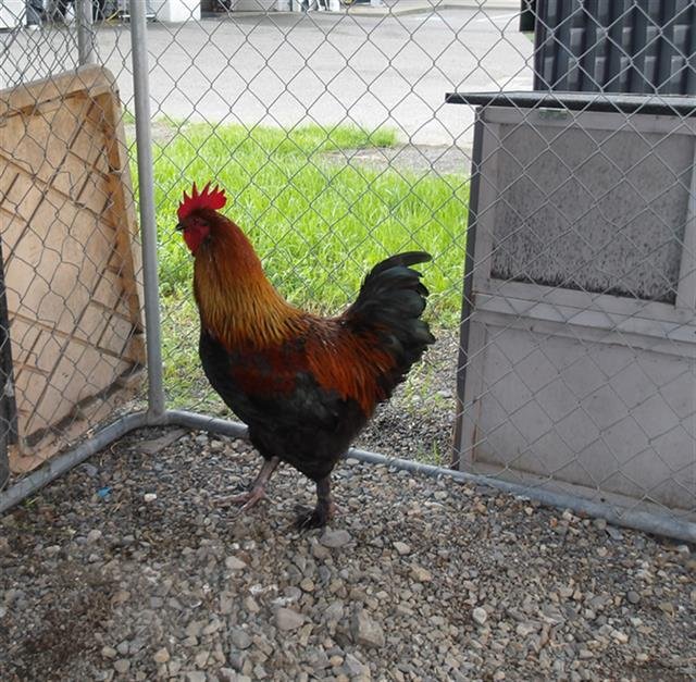 *NORRIS - Chicken available for adoption