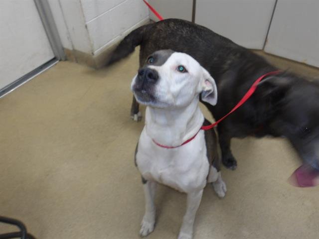 LILO - Pit Bull Terrier available for adoption