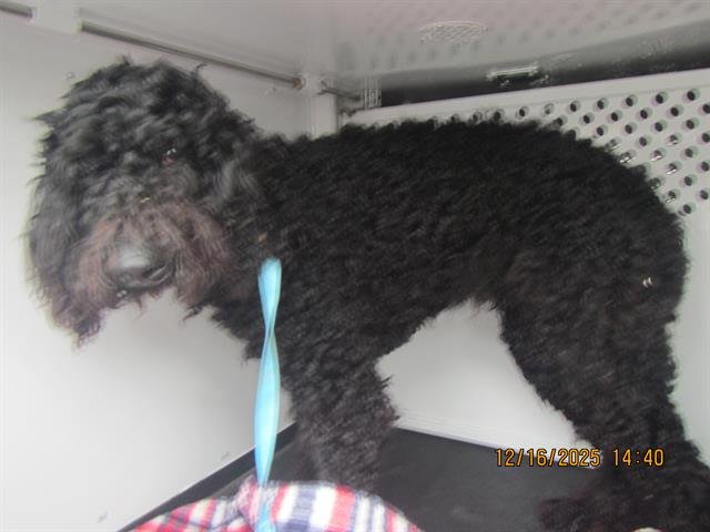 *DANTE - Poodle (Standard) available for adoption