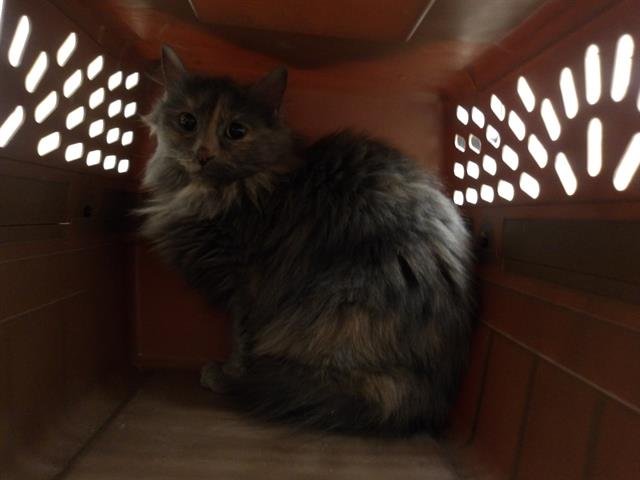 *REESA - Domestic Long Hair available for adoption