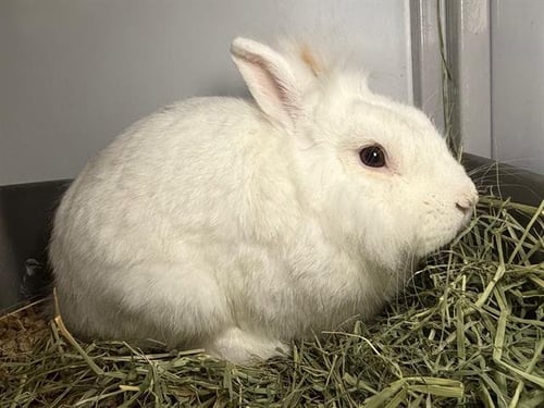 *RANDY - Hotot available for adoption