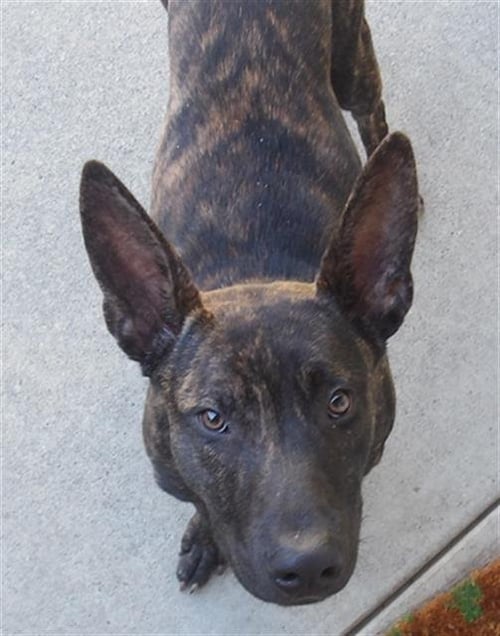 *MOUSE - German Shepherd Dog available for adoption